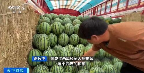 专业吃瓜师,校园风云背后的神秘力量