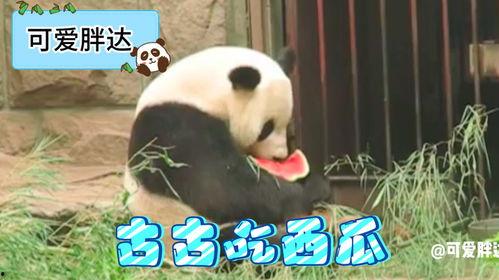 熊猫美国吃瓜,一场吃瓜群众的狂欢盛宴