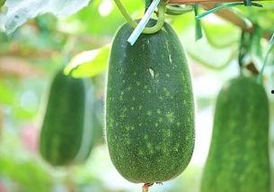 炎热夏天吃瓜视频,跟着吃瓜视频一起享受清凉时光