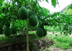 吃小吊瓜好处,养生佳品，健康生活必备