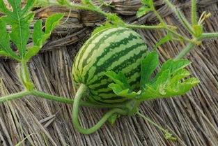 小藤同学吃瓜,揭秘娱乐圈那些事儿