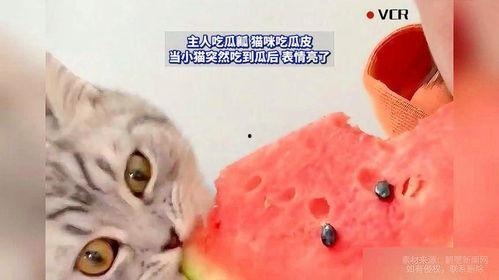 当小猫吃瓜,萌宠美食瞬间