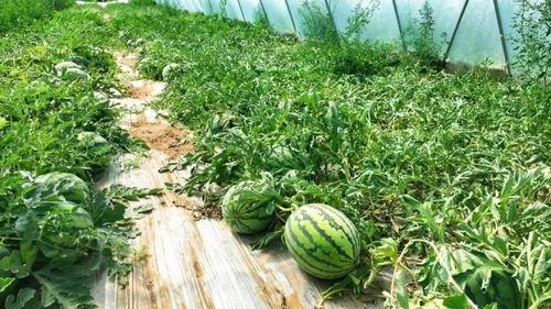 永年瓜井订婚吃瓜,甜蜜瓜果见证爱情佳话