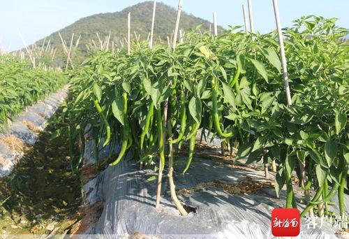 2月吃的瓜菜,盘点时令美味与养生秘诀