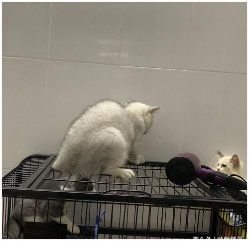 三姐的猫吃瓜,瓜田里的悠闲生活