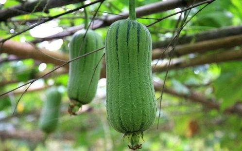 变色瓜孕妇可以吃吗,变色瓜的安全性解析